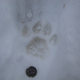 Illustration for article titled What Animal Tracks Mean For You